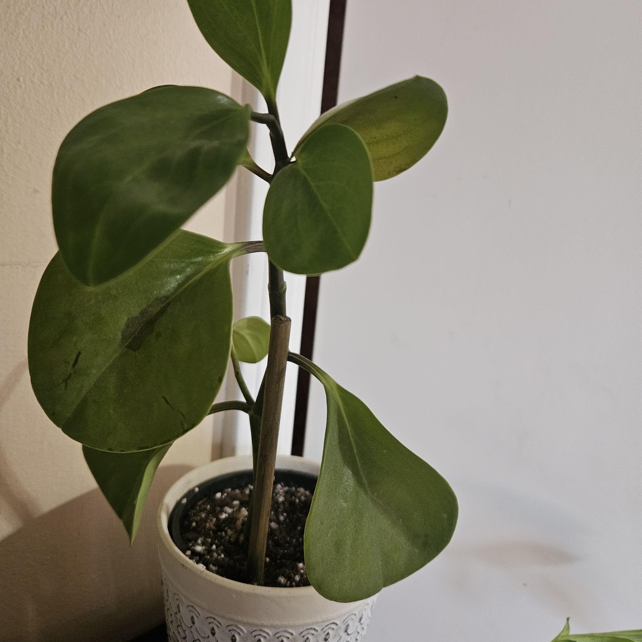 Photo of the plant species Baby Rubber Plant by @UpliftingMystax named Rain on Greg, the plant care app