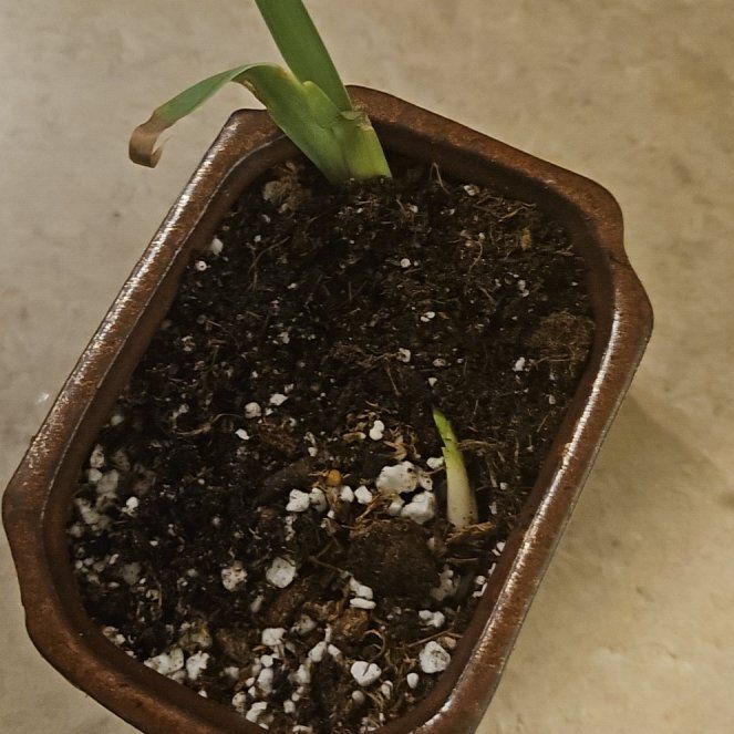 Photo of the plant species German Iris by @UpliftingMystax named Duke on Greg, the plant care app