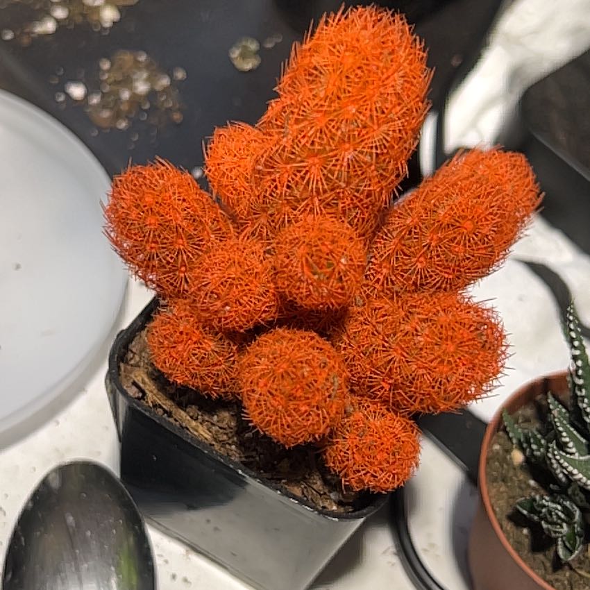 Photo of the plant species Desert Candle Cactus by @ExecCowparsley named Marley on Greg, the plant care app