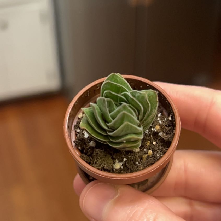 Photo of the plant species Crassula 'Buddha's Temple' by @ExecCowparsley named Apollo on Greg, the plant care app
