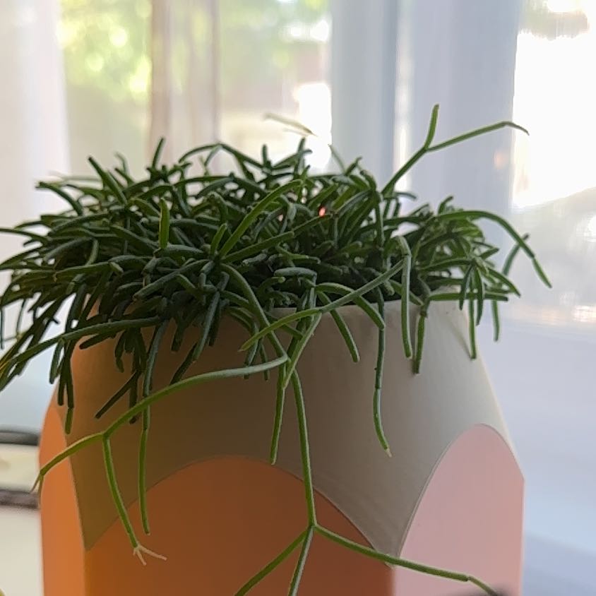 Photo of the plant species Mouse Tail Cactus by @Night_Light named Madonna on Greg, the plant care app