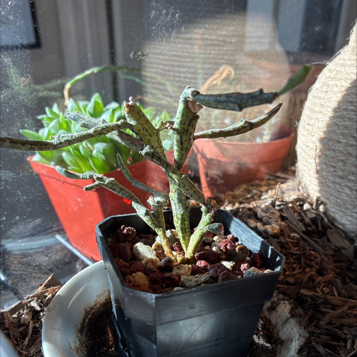 Photo of the plant species Euphorbia platypoda by @KatieSobczak named Platyclada on Greg, the plant care app