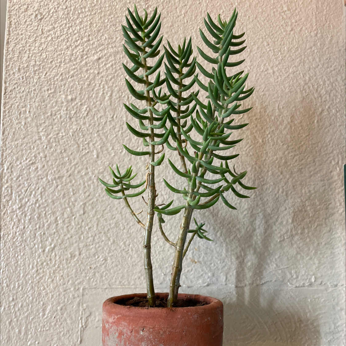 Photo of the plant species Miniature Pine Tree by @KatieSobczak named Planty on Greg, the plant care app