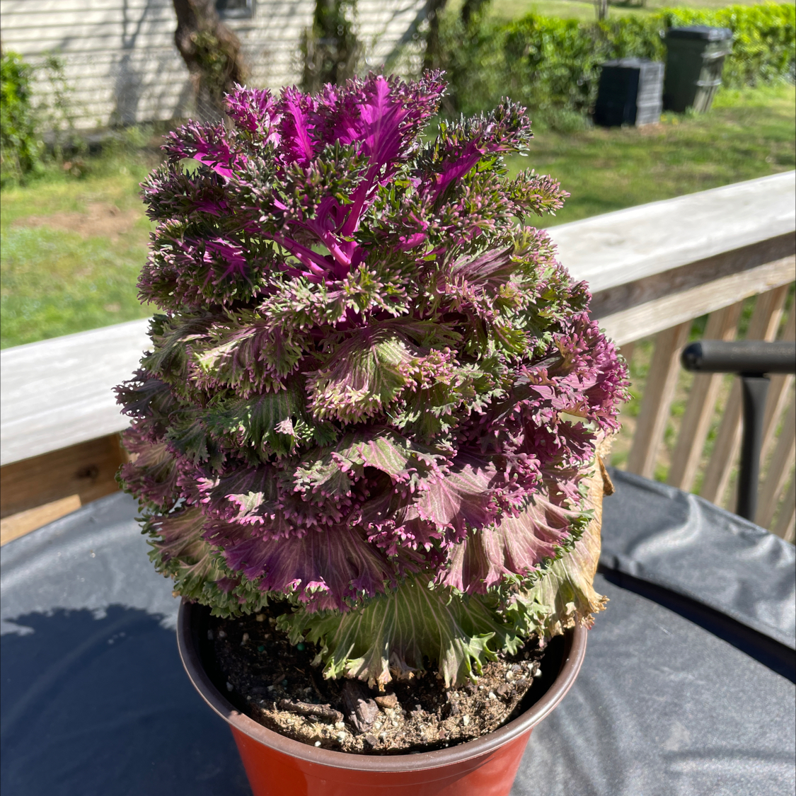 Healthy purple and green ornamental kale plant growing in a small terracotta pot on an outdoor patio.
