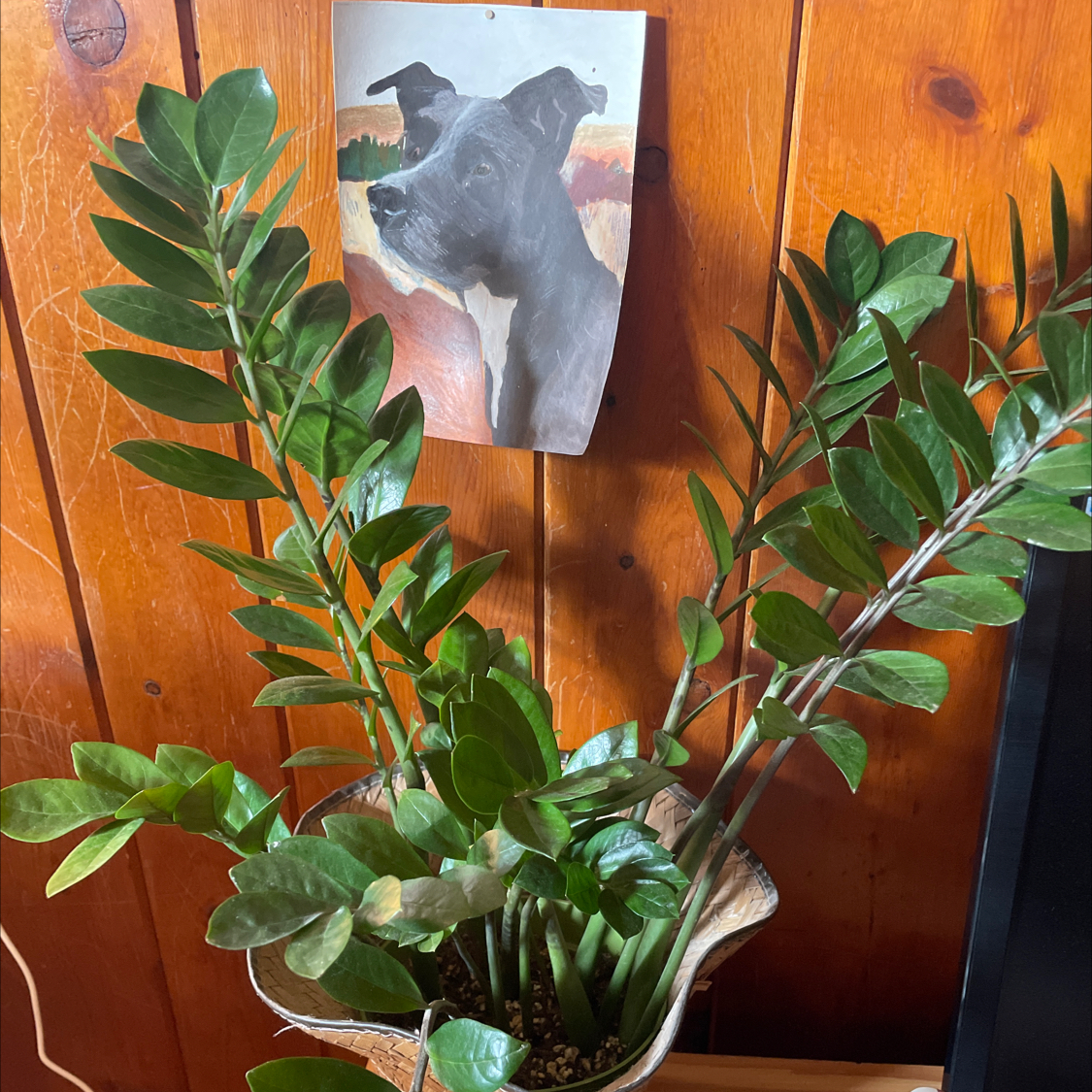 Zamioculcas Zamiifolia plant photo by @KatieSobczak named Bigleef Smalls on Greg, the plant care app.