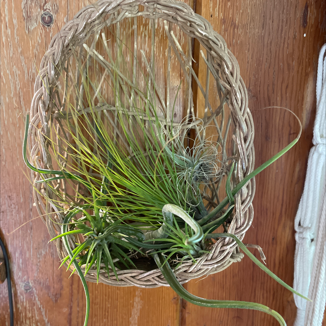 Photo of the plant species Medusa Head Air Plant by @KatieSobczak named Air Plants on Greg, the plant care app