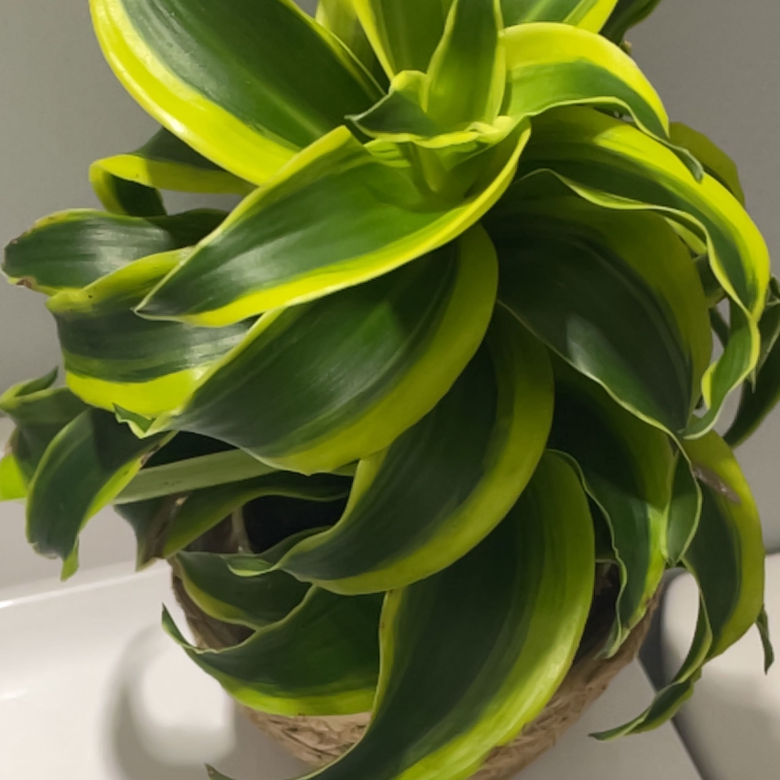 Dracaena 'Tornado' plant with vibrant green and yellow variegated leaves.