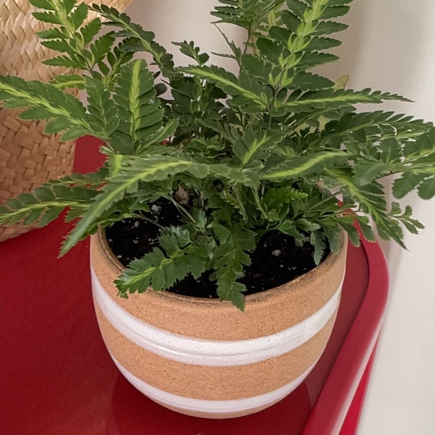 Leatherleaf Fern in a pot on a red surface, appearing healthy with vibrant green leaves.