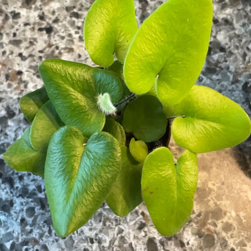 Top view of a healthy Golden Leather Fern with vibrant green leaves.