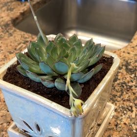 Photo of the plant species Echeveria 'Pelusida' by @AngelicGollum named Sahara on Greg, the plant care app