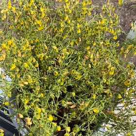 Photo of the plant species Honeybells by @JollyHouseleek named Achilles on Greg, the plant care app