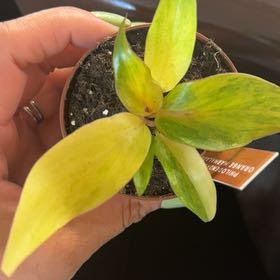 Plant care for Orange Torch Ginger on Greg, the plant care app