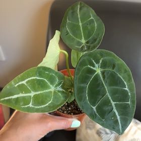 Photo of the plant species Anthurium Warocqueanum x Forgetii by @Caraxes named Forgetiianna on Greg, the plant care app