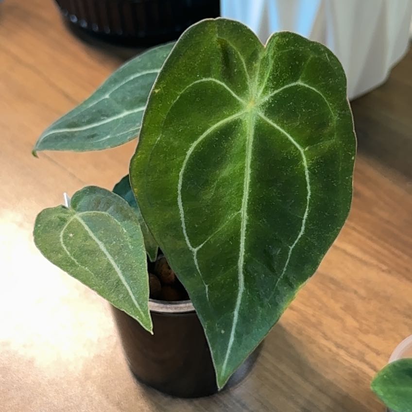 Photo of the plant species Anthurium Magnificum X Forgetii by @Caraxes named Lady Noir on Greg, the plant care app