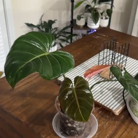 Photo of the plant species Philodendron 'Summer Glory' by @Caraxes named Verano on Greg, the plant care app