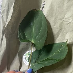 Photo of the plant species Anthurium Ace of Spades x Dark Phoenix by @Caraxes named Dark Spade on Greg, the plant care app