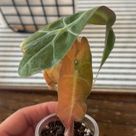 Photo of the plant species Pink polly ghost by @Caraxes named Kirby the Ghost on Greg, the plant care app