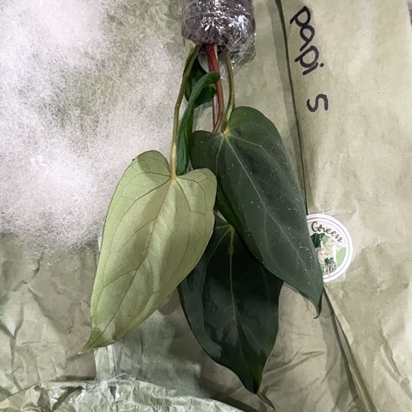 Photo of the plant species AAnthurium Papillilaminum Blue by @Caraxes named Unsure on Greg, the plant care app