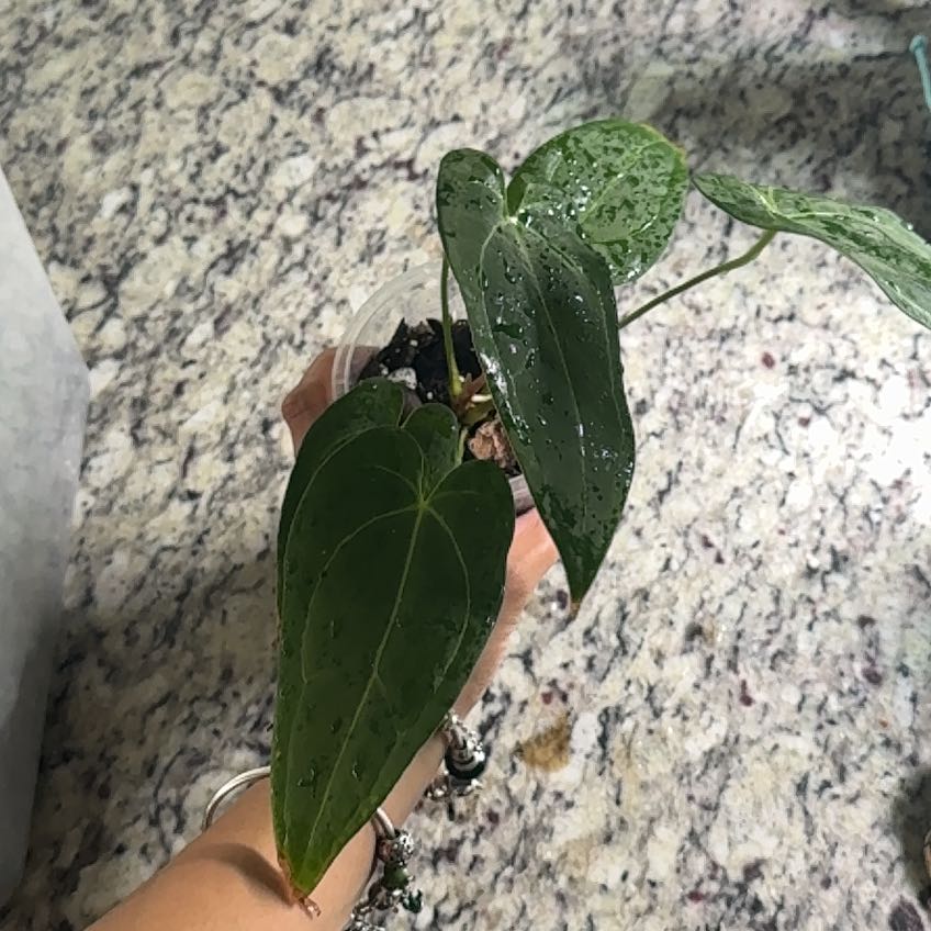 Photo of the plant species Anthurium Carla Blackiae x Fort Sherman by @Caraxes named Carla on Greg, the plant care app