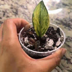 Photo of the plant species Variegated Zanzibar Gem by @Caraxes named Unsure on Greg, the plant care app