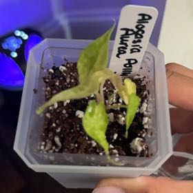 Photo of the plant species Alocasia Polly Aurea by @Caraxes named Unsure on Greg, the plant care app