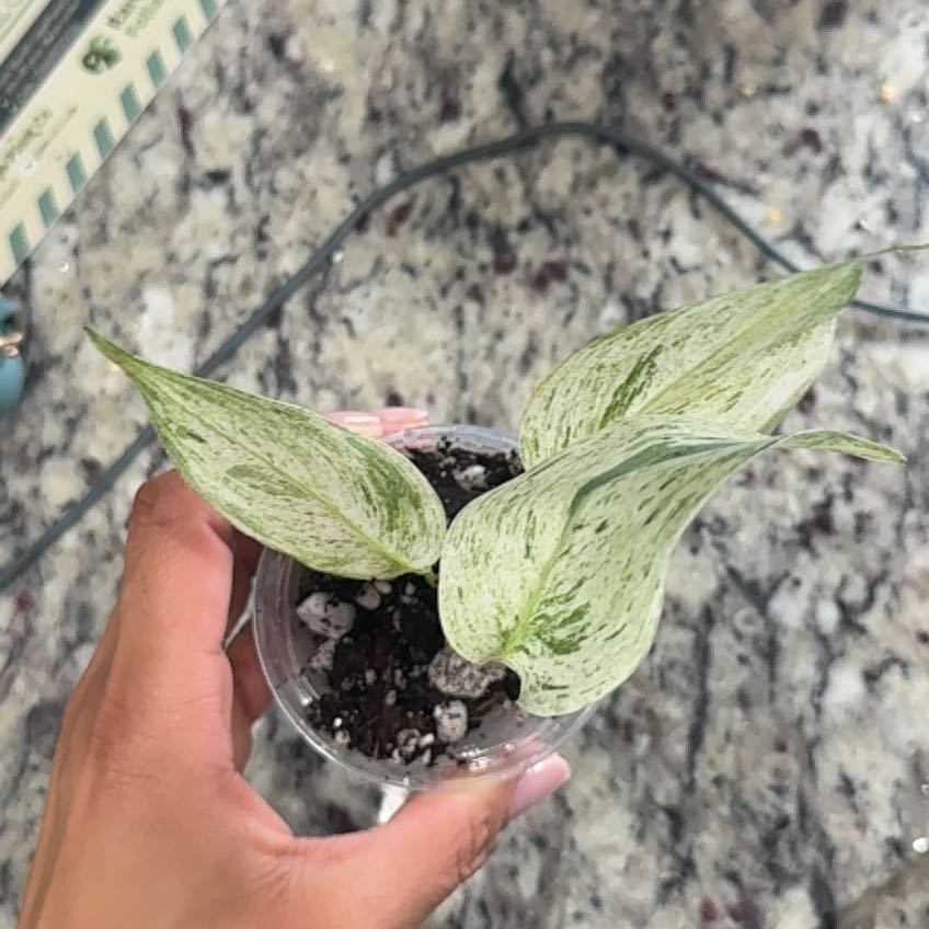 Photo of the plant species Satin Pothos spp. by @Caraxes named Evergreen - Scindapsus SP Hologram on Greg, the plant care app