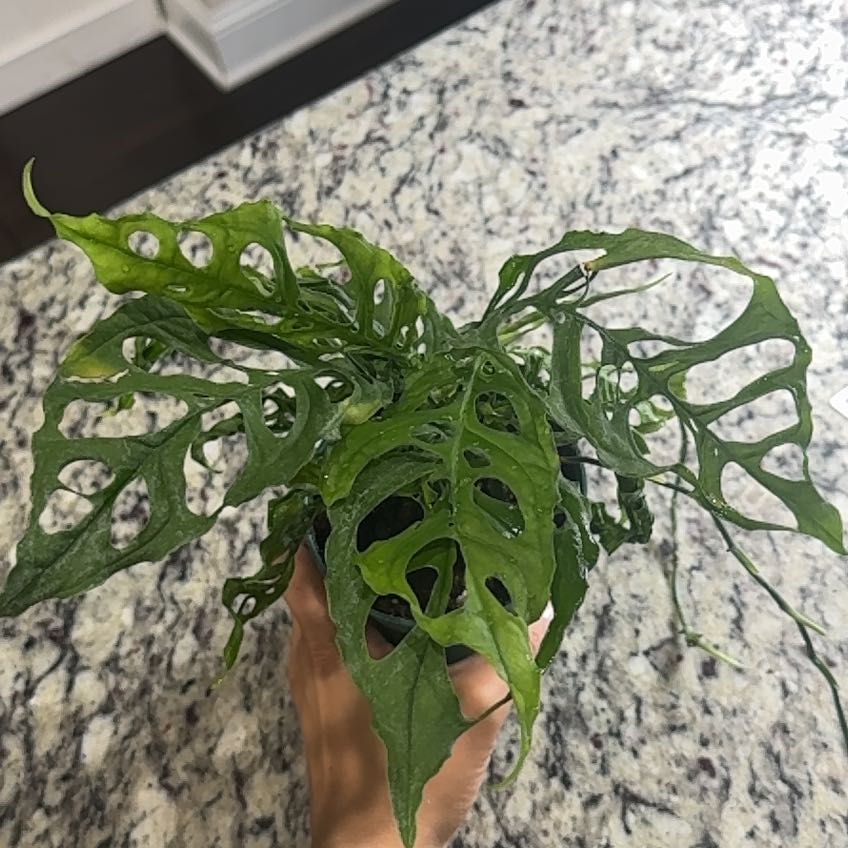 Photo of the plant species Monstera obliqua cf Pangui by @Caraxes named Obliqua on Greg, the plant care app