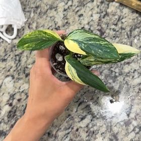 Photo of the plant species Monstera standleyana 'aurea' by @Caraxes named Amarillo on Greg, the plant care app