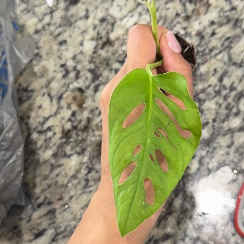 Photo of the plant species Monstera Adonsonii by @Caraxes named Monstera Adonsonii Neon - Neon on Greg, the plant care app