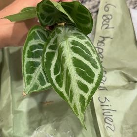 Photo of the plant species Anthurium Red Hope x Crystallinum Silver by @Caraxes named Elle on Greg, the plant care app