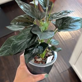 Photo of the plant species Syngonium Chocolate by @Caraxes named Blood Prince on Greg, the plant care app