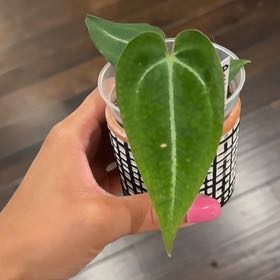 Photo of the plant species Anthurium Dark Form Crystallinum X Magnificum by @Caraxes named Cristal on Greg, the plant care app