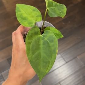 Photo of the plant species Anthurium Papillilaminum Legend by @Caraxes named Legend on Greg, the plant care app