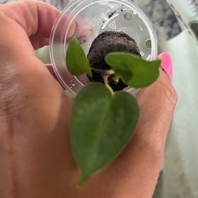 Photo of the plant species anthurium papillilaminum x forgetii x by @Caraxes named Unsure on Greg, the plant care app