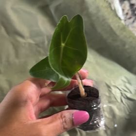Photo of the plant species Alocasia Watsoniana Purple Vein by @Caraxes named Purple Rain on Greg, the plant care app