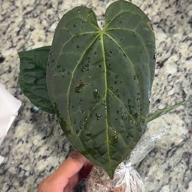Photo of the plant species Anthurium Luxurians x Crystallinum 'Raven Soul' by @Caraxes named Reaper on Greg, the plant care app