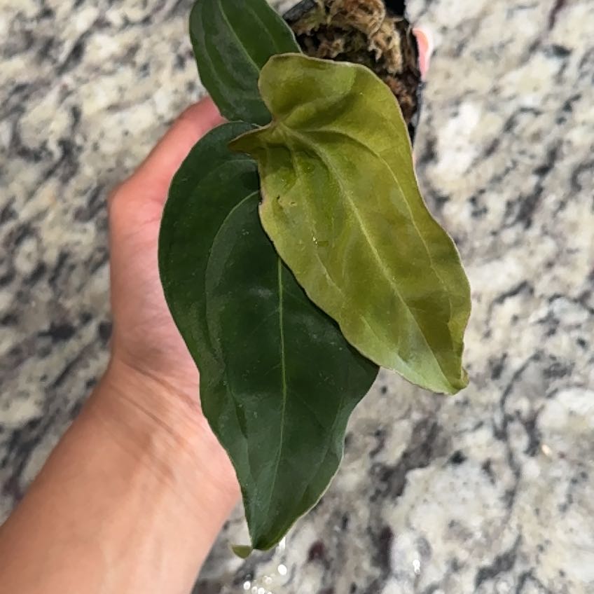 Photo of the plant species Anthurium Besseae Aff x Papillilaminum by @Caraxes named Unsure - Anthurium Neon Lace on Greg, the plant care app