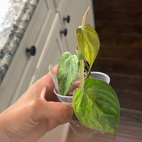 Photo of the plant species Variegated Heart-Leaf Philodendron by @Caraxes named Leo - Var Heartleaf on Greg, the plant care app