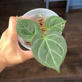 Photo of the plant species Anthurium King of Spades by @Caraxes named 👑 on Greg, the plant care app