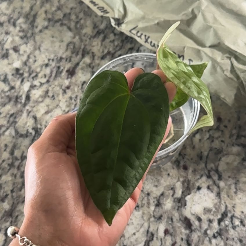 Photo of the plant species Anthurium Fort Sherman X Luxurians by @Caraxes named Unsure on Greg, the plant care app