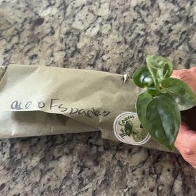 Photo of the plant species Anthurium Ace of Spades X Luxurians by @Caraxes named Ace Lux on Greg, the plant care app