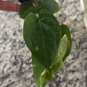 Photo of the plant species Anthurium Red Spider x XOne by @Caraxes named Spidey on Greg, the plant care app