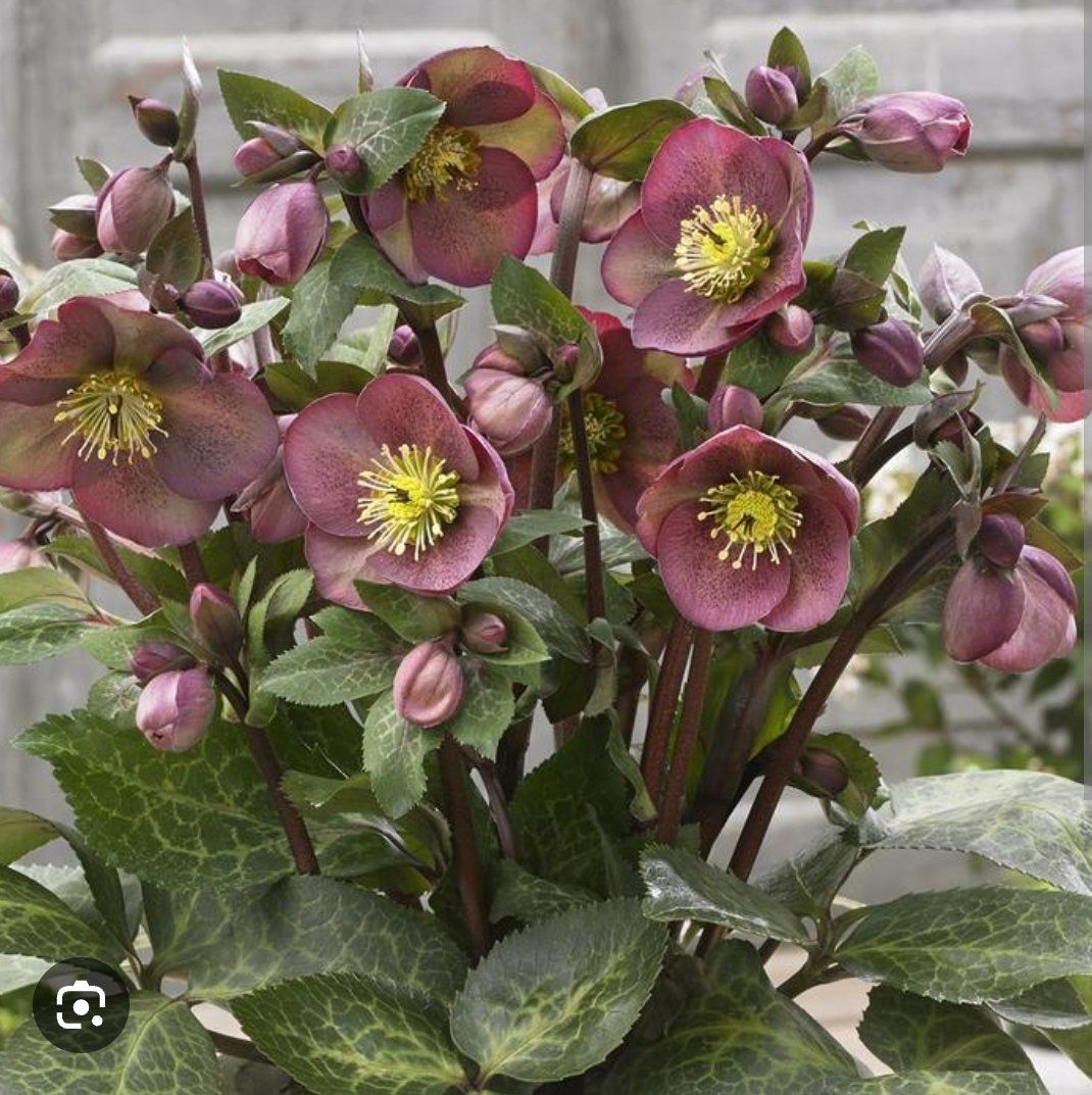 Lenton Rose