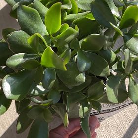 Photo of the plant species Propeller Jade by @LegitDidelta named Queen on Greg, the plant care app