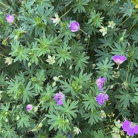 Photo of the plant species Bloody Geranium by @GemCosmobaby named Khaleesi on Greg, the plant care app