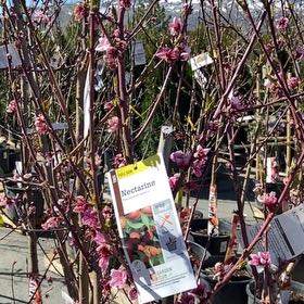 Photo of the plant species Hardired Nectarine Tree by @FirstPipevine named Kendall on Greg, the plant care app