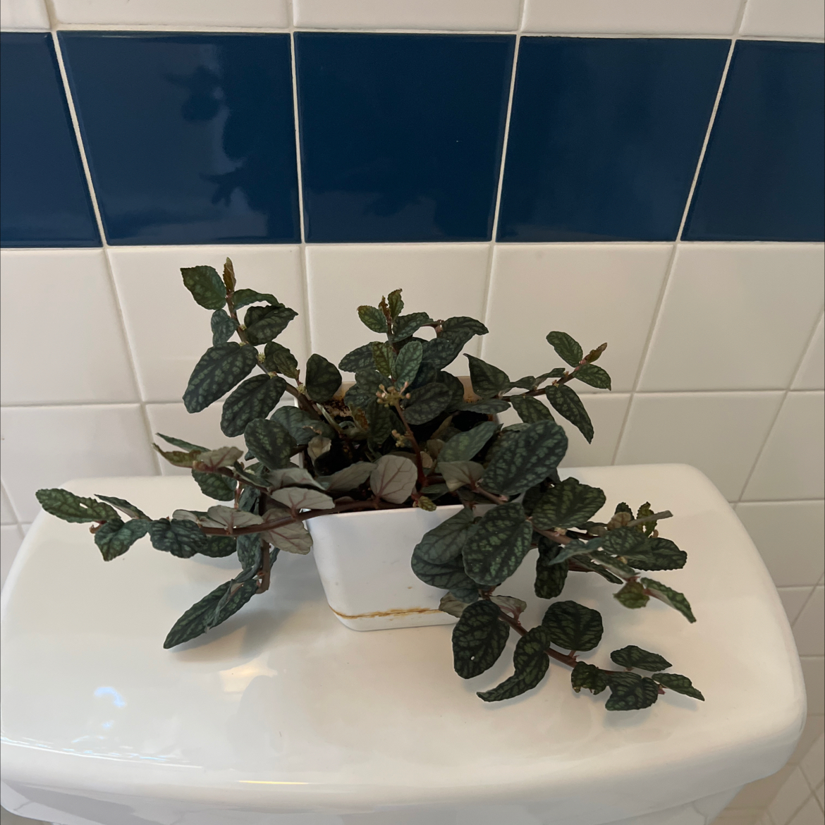 Photo of the plant species Pellonia Pulchra by @Mopothosmoprobs named Lwaxana Troi on Greg, the plant care app