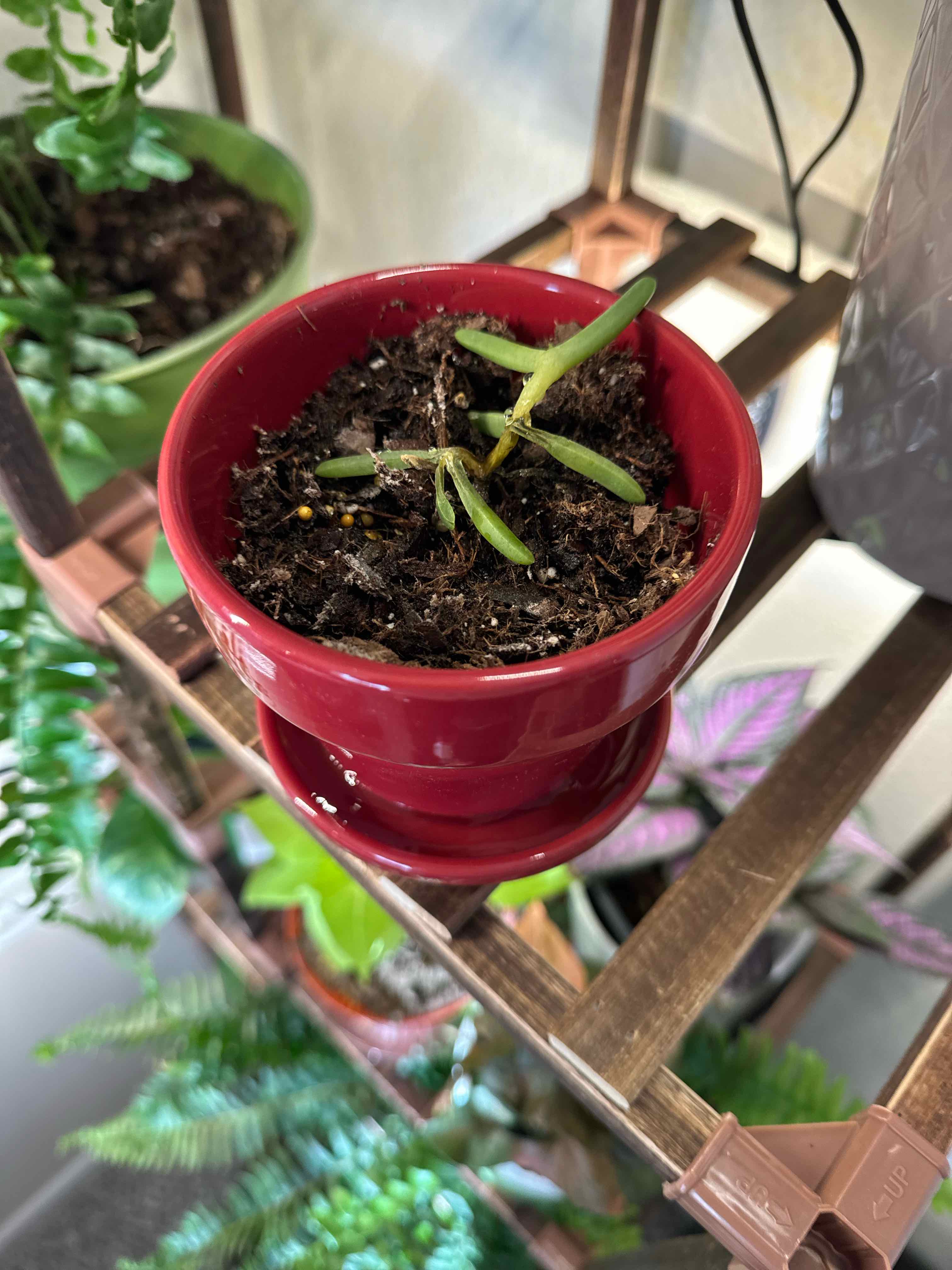 Coppery Mesemb plant in a red pot with minimal foliage, visible soil, and other plants in the background.