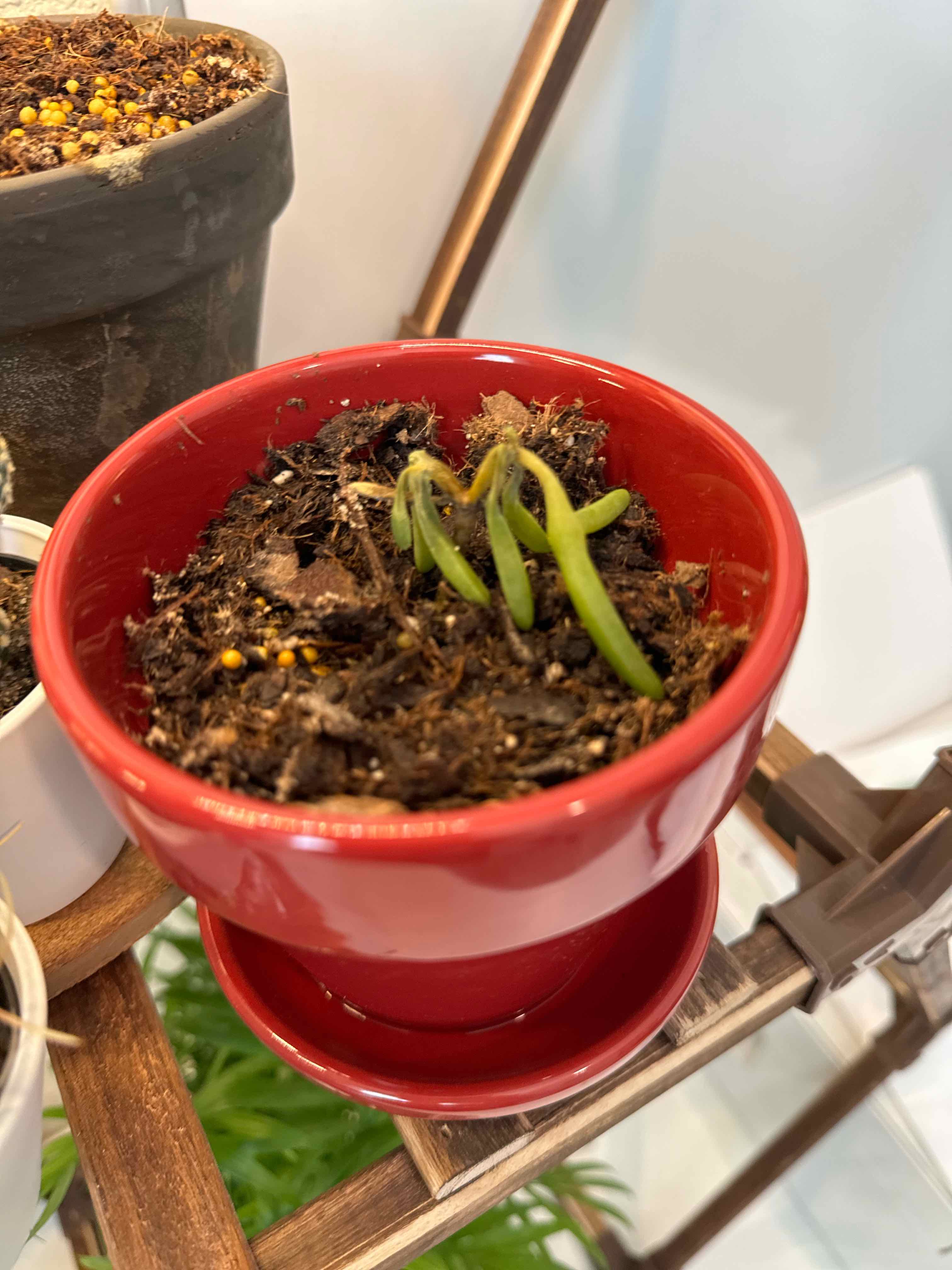 Coppery Mesemb plant in a red pot with visible soil and green, slender leaves.