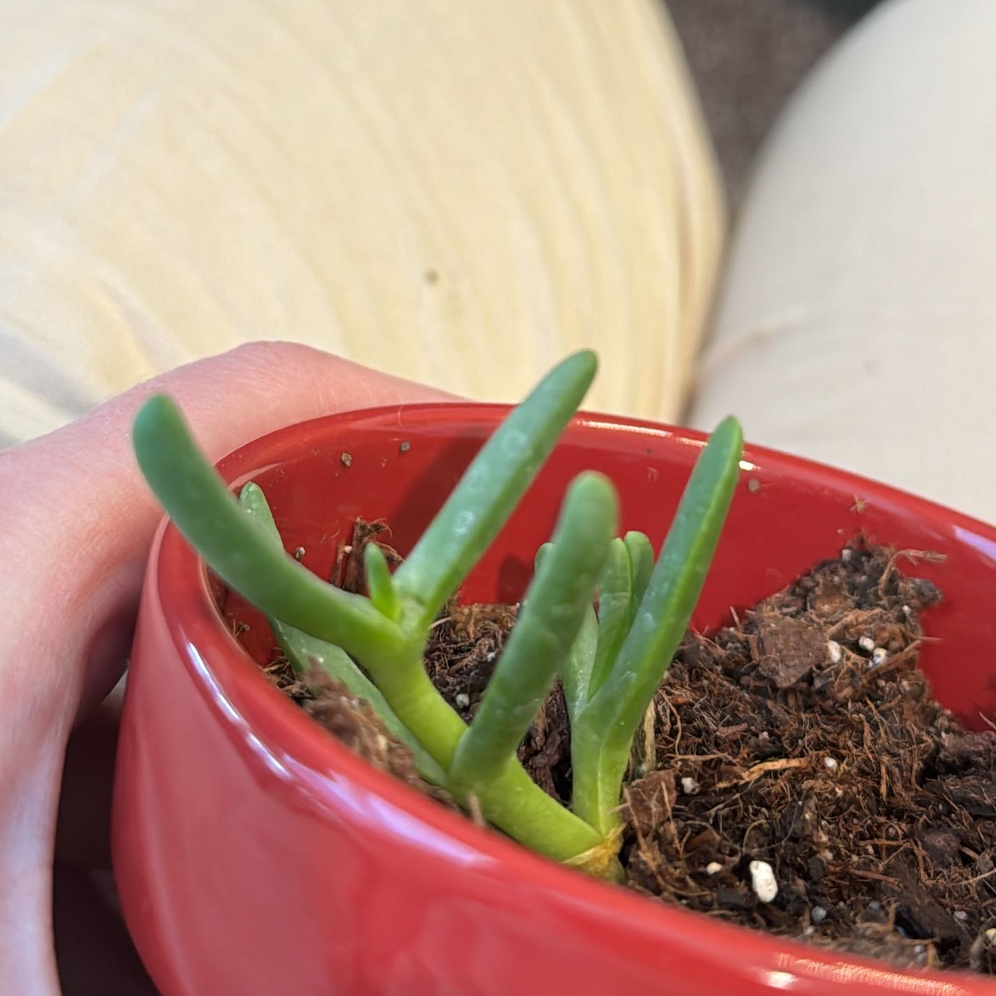 Coppery Mesemb plant in a red pot with visible soil and green cylindrical leaves.